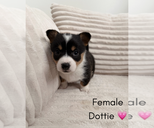 Medium Photo #1 Pembroke Welsh Corgi Puppy For Sale in EPHRATA, PA, USA