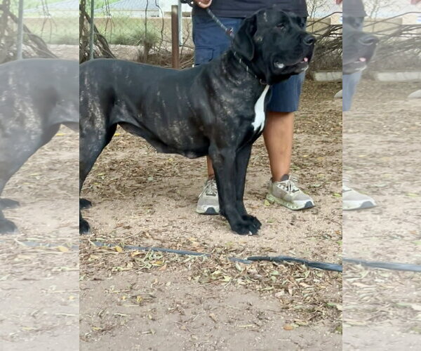 Medium Photo #2 Mastiff Puppy For Sale in Goodyear, AZ, USA