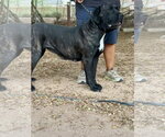 Small #1 Mastiff