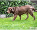 Small #2 Labrador Retriever
