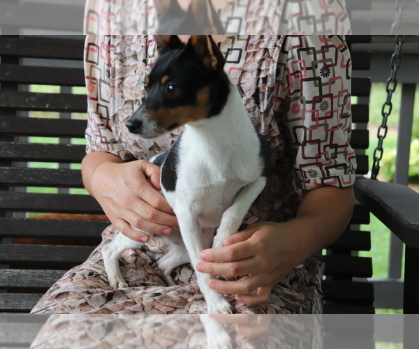 Medium Photo #3 Fox Terrier (Smooth)-Jack Russell Terrier Mix Puppy For Sale in SHILOH, OH, USA