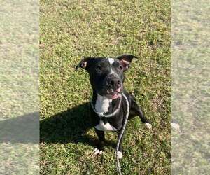 Oliver - Male Mutt Dog for Adoption - Photo #6