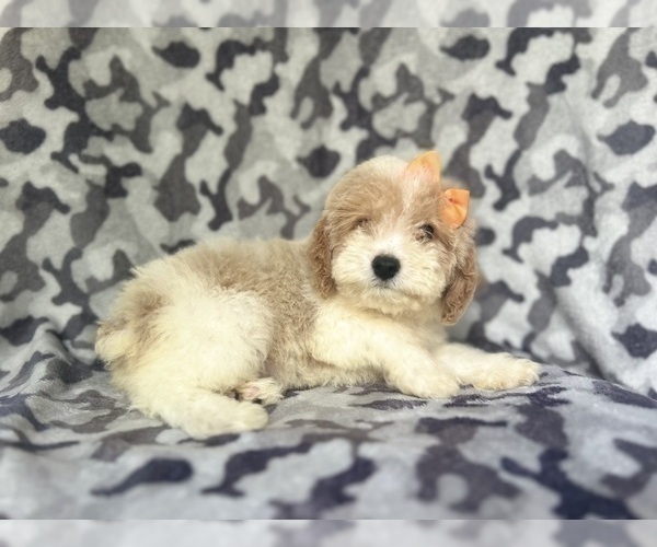 Medium Photo #2 Cock-A-Poo Puppy For Sale in LAKELAND, FL, USA