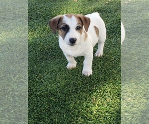 Jack Russell Terrier Puppy for Sale in BRIGGSDALE, Colorado USA