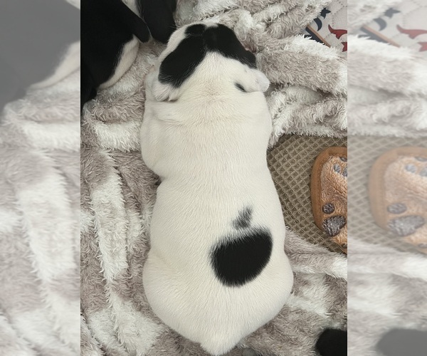 Medium Photo #42 English Bulldog Puppy For Sale in FAYETTEVILLE, NC, USA