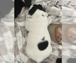Small #7 English Bulldog