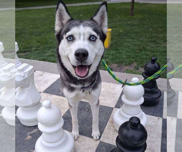 Medium Photo #1 Siberian Husky Puppy For Sale in Fargo, ND, USA