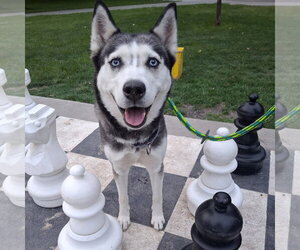 Siberian Husky Dogs for adoption in Fargo, ND, USA