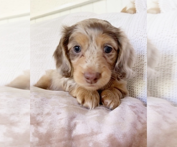 Medium Photo #8 Dachshund Puppy For Sale in EAST EARL, PA, USA