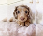 Small Photo #8 Dachshund Puppy For Sale in EAST EARL, PA, USA