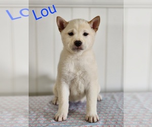 Shiba Inu Puppy for sale in ORWELL, OH, USA