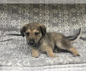 Dachshund-Unknown Mix Dogs for adoption in HESPERIA, CA, USA