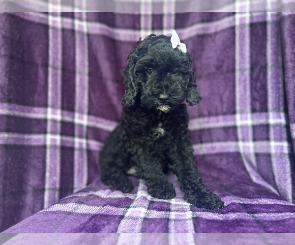 Medium Photo #8 Cock-A-Poo Puppy For Sale in LAKELAND, FL, USA