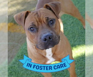 Black Mouth Cur-Unknown Mix Dogs for adoption in Tallahassee, FL, USA