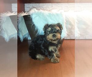 Yorkshire Terrier Puppy for sale in CARTHAGE, TX, USA