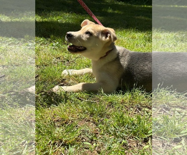 Medium Photo #1 German Shepherd Dog-Unknown Mix Puppy For Sale in HOPKINSVILLE/PRINCETON, KY, NH, USA