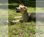 Small German Shepherd Dog Mix