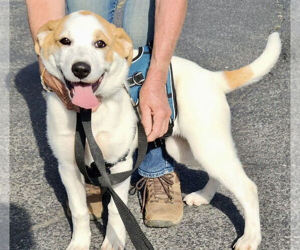 Medium Photo #10 Great Pyrenees-Unknown Mix Puppy For Sale in Mount Laurel, NJ, USA
