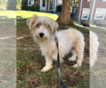 Small Photo #3 Havanese-Unknown Mix Puppy For Sale in Rockville, MD, USA
