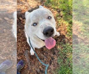 Siberian Husky-Unknown Mix Dogs for adoption in Redlands, CA, USA