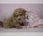 Small Photo #27 Poodle (Toy) Puppy For Sale in PEMBROKE PINES, FL, USA