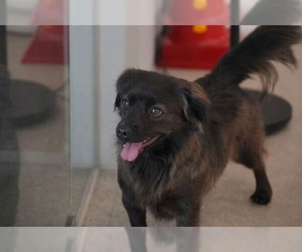 Medium Photo #3 Spaniel-pomeranian spitz Mix Puppy For Sale in Agoura Hills, CA, USA