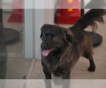 Small #2 Spaniel-pomeranian spitz Mix