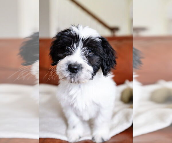 Medium Photo #6 Maltese-Unknown Mix Puppy For Sale in Andover, MN, USA