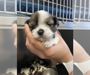 Shih Tzu Puppy for sale in VISALIA, CA, USA