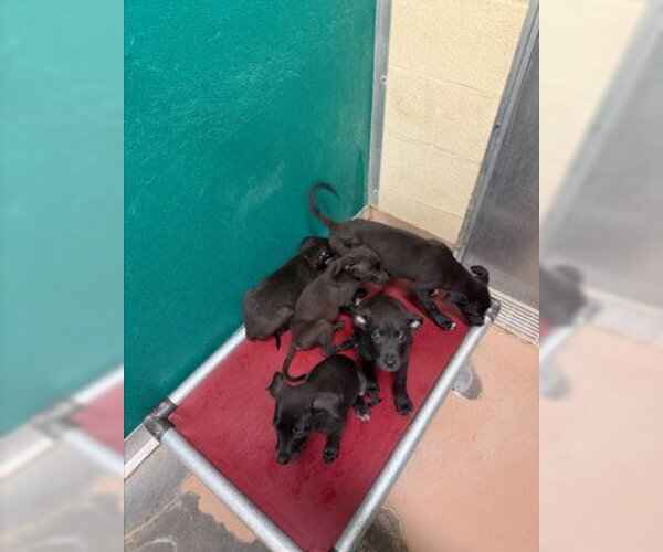 Medium Photo #1 Mutt Puppy For Sale in Texas City, TX, USA