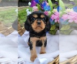 Small Photo #4 Cavalier King Charles Spaniel Puppy For Sale in GOBLES, MI, USA