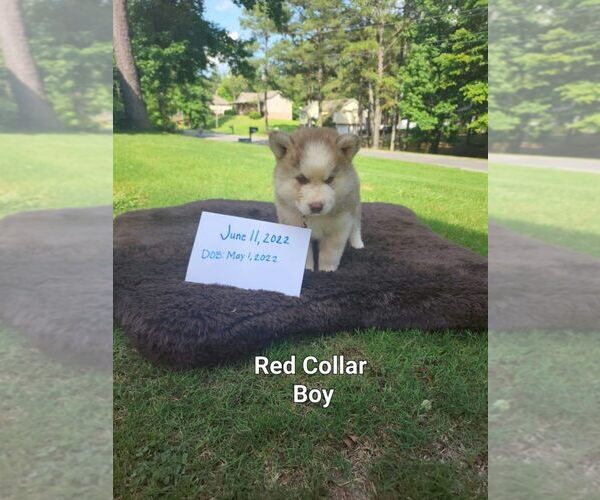 Medium Photo #1 Siberian Husky Puppy For Sale in PELL CITY, AL, USA