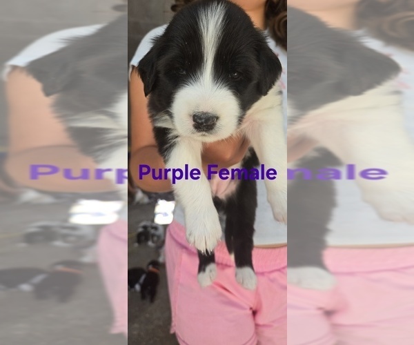Medium Photo #30 English Shepherd Puppy For Sale in NEW CASTLE, IN, USA