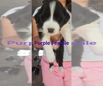 Small #2 English Shepherd