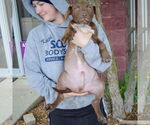 Small #4 American Staffordshire Terrier-Labrador Retriever Mix