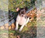 Small Photo #2 Chihuahua Puppy For Sale in MOUNT AIRY, NC, USA