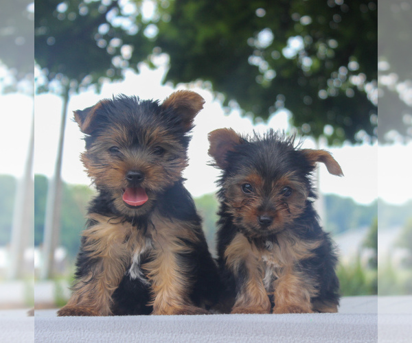 Medium Photo #2 Yorkshire Terrier Puppy For Sale in GAP, PA, USA