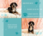 Puppy 10 Greater Swiss Mountain Dog