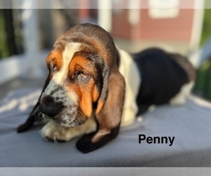 Basset Hound Puppy for sale in DENVER, PA, USA