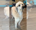 Small #4 Poodle (Standard)