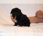 Small #1 Poodle (Toy)