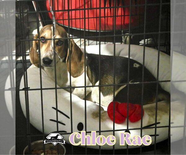 Medium Photo #8 Basschshund Puppy For Sale in San Antonio, TX, USA