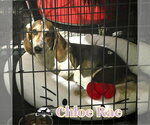 Small Photo #8 Basschshund Puppy For Sale in San Antonio, TX, USA