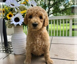Goldendoodle Puppy for sale in BRIGHTON, MI, USA