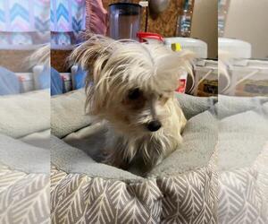Biewer Terrier Puppy for sale in SALUDA, SC, USA