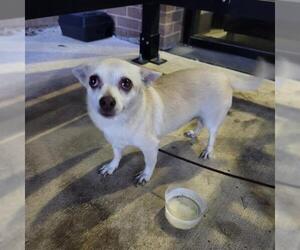 Medium Chihuahua