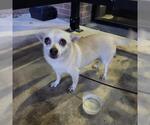 Small Chihuahua