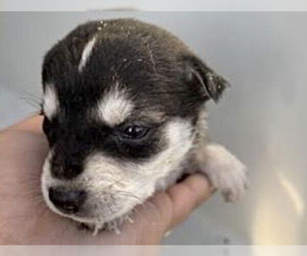 Medium Photo #1 Labsky Puppy For Sale in Houston, TX, USA