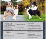 Image preview for Ad Listing. Nickname: Litter of 6