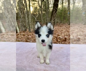 Pomsky Litter for sale in DRACUT, MA, USA